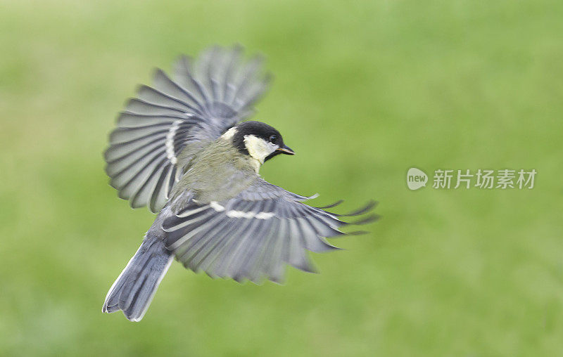 Great Tit chick (Parus major) flying
